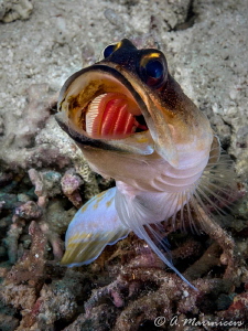 Jawfish,Anilao by Aleksandr Marinicev 